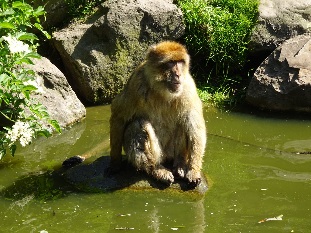 Barbary Macaque at the Dierenrijk zoo