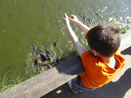 Max feeding the Common Carps at the Dierenrijk zoo