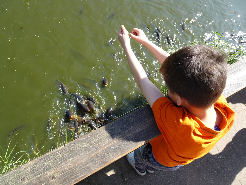 Max feeding the Common Carps at the Dierenrijk zoo