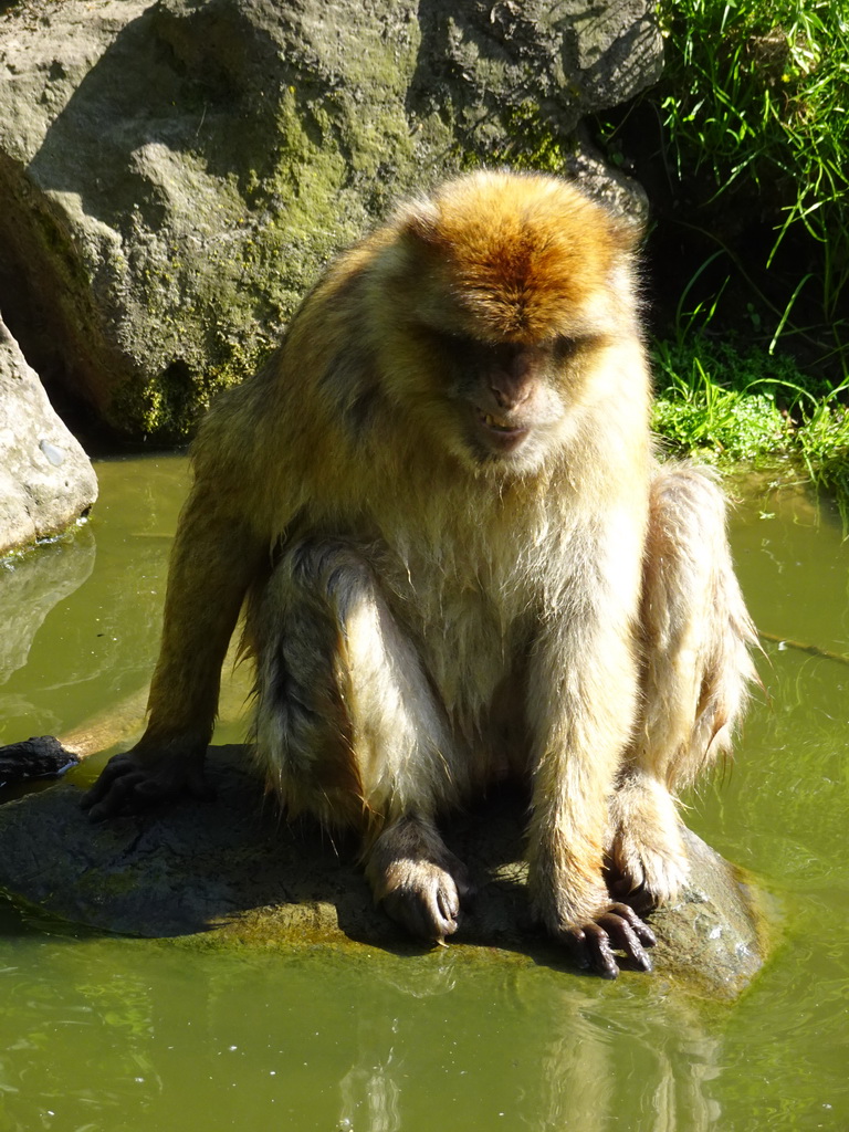 Barbary Macaque at the Dierenrijk zoo