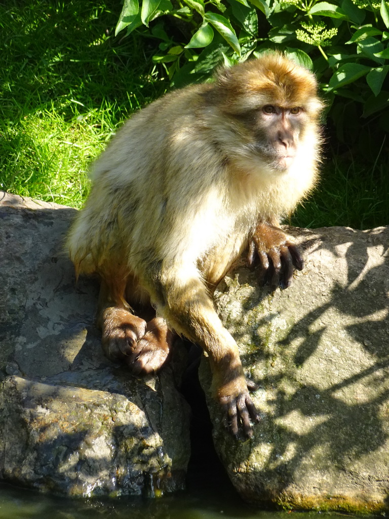 Barbary Macaque at the Dierenrijk zoo