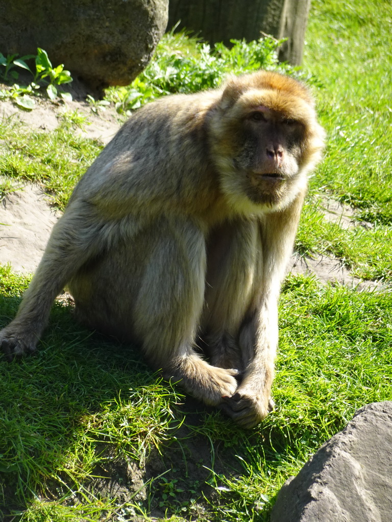 Barbary Macaque at the Dierenrijk zoo