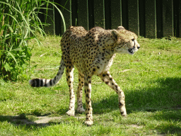 Cheetah at the Dierenrijk zoo