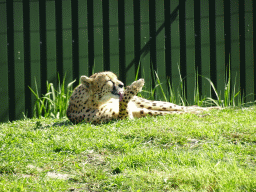 Cheetah at the Dierenrijk zoo