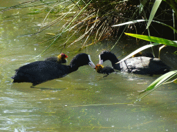 Eurasian Coots with young Eurasian Coots at the Dierenrijk zoo