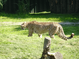 Cheetah at the Dierenrijk zoo