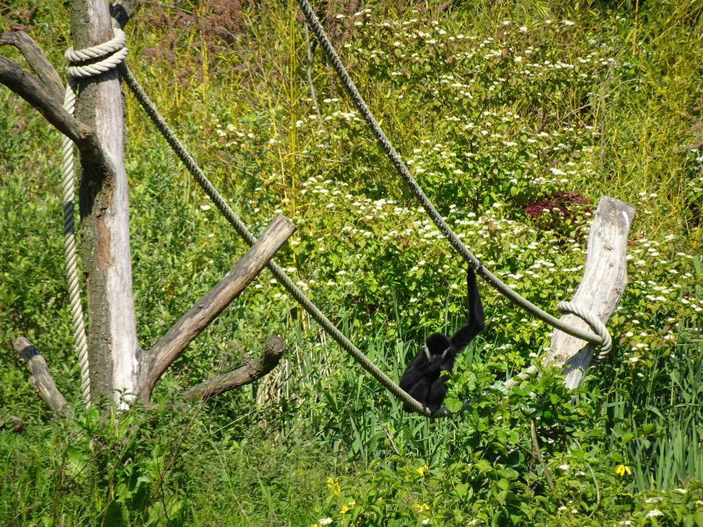 White-cheeked Gibbon at the Dierenrijk zoo