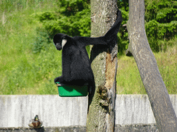 White-cheeked Gibbon at the Dierenrijk zoo