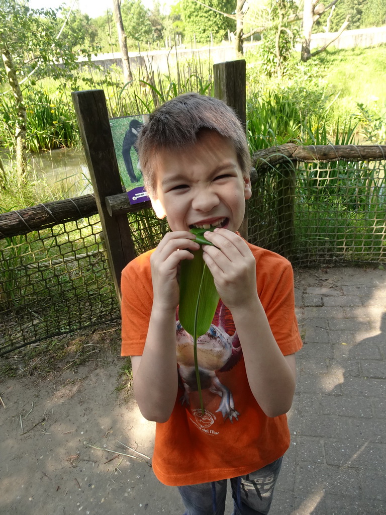Max eating a leaf in front of the White-cheeked Gibbon enclosure at the Dierenrijk zoo