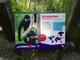 Explanation on the White-cheeked Gibbon at the Dierenrijk zoo