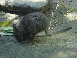 Parma Wallaby at the Dierenrijk zoo