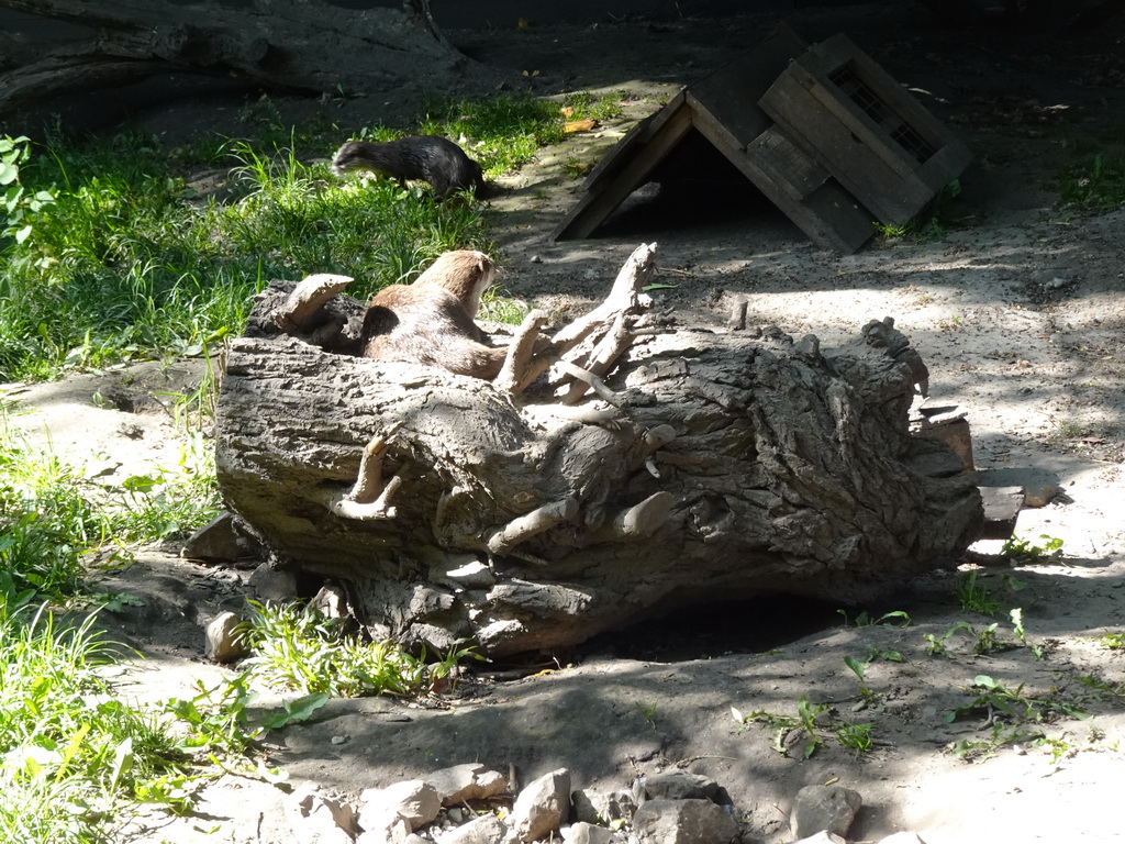 Oriental Small-Clawed Otters at the Dierenrijk zoo