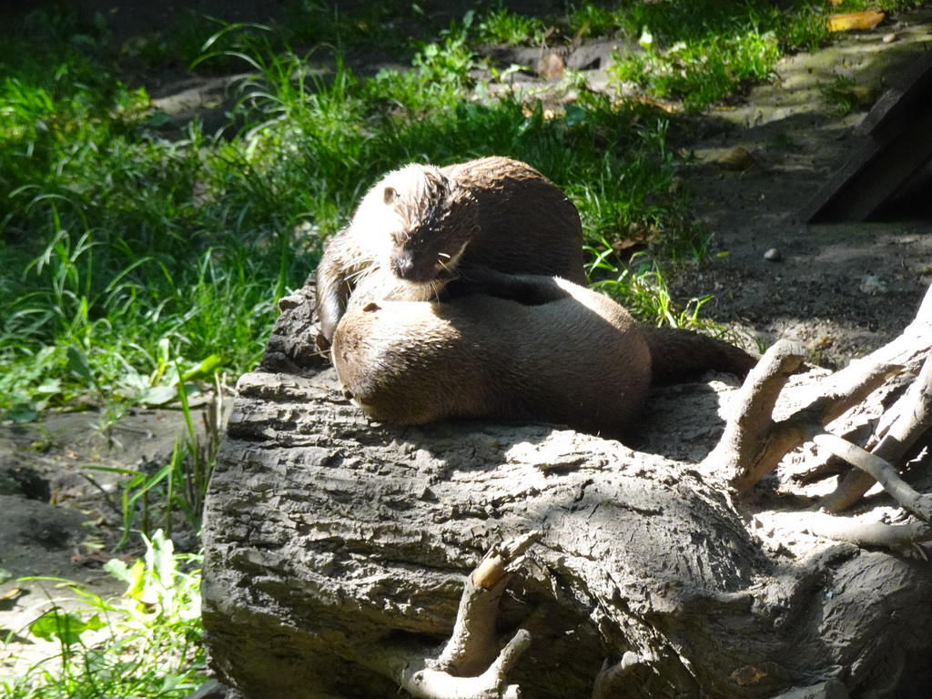 Oriental Small-Clawed Otters at the Dierenrijk zoo