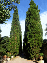 Large trees at the west side of the Jardin des Plantes gardens