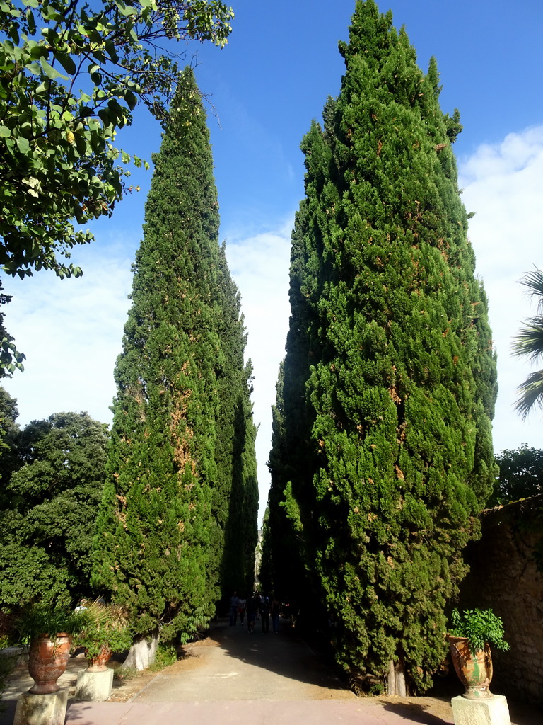 Large trees at the west side of the Jardin des Plantes gardens