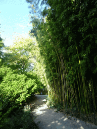 Path and Bamboo trees at the English Garden at the north side of the Jardin des Plantes gardens