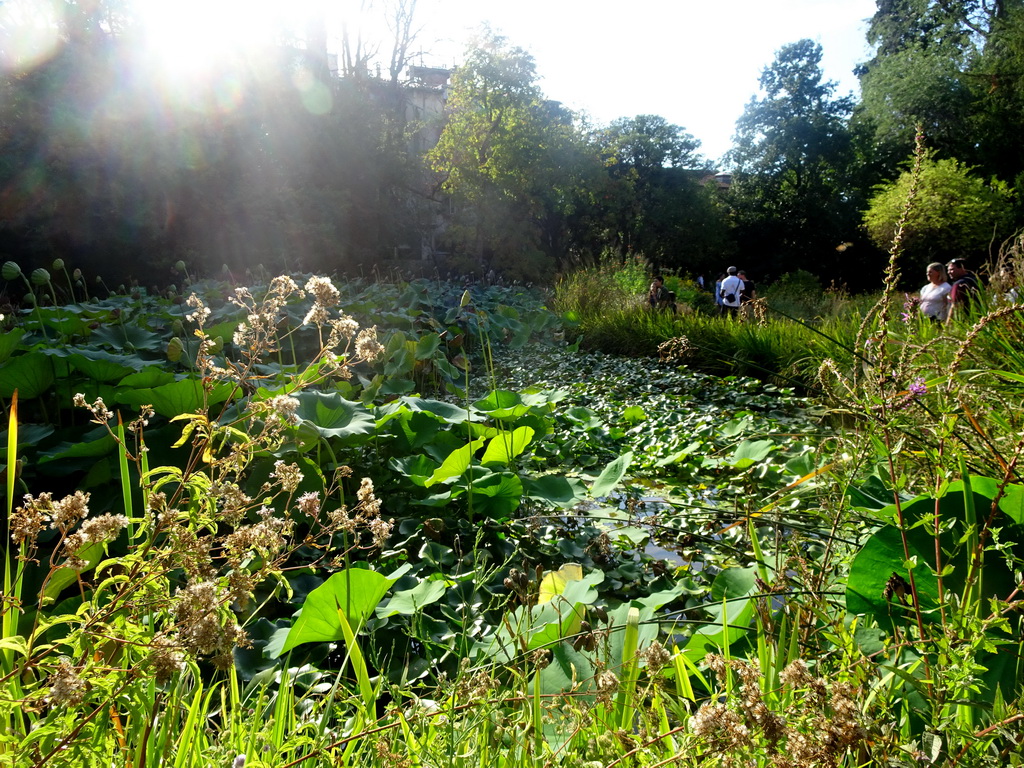 Plants at the English Garden at the north side of the Jardin des Plantes gardens