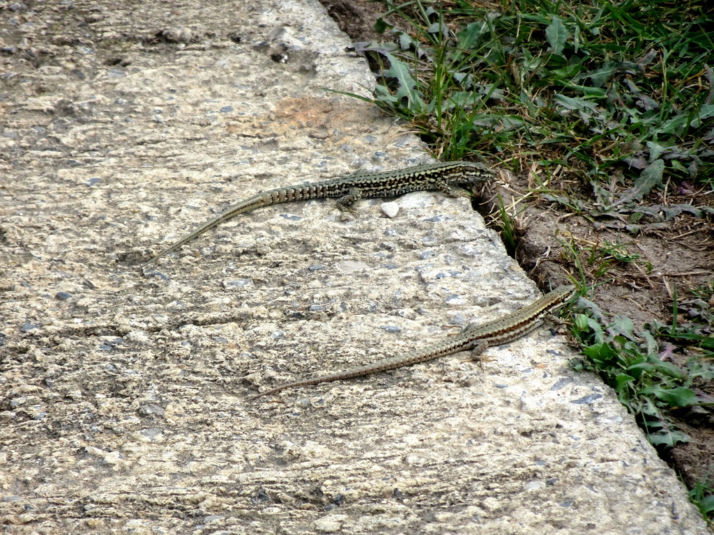 Lizards just outside of the Cancer Institute of Montpellier