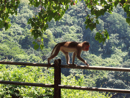 Monkey on Elephanta Island