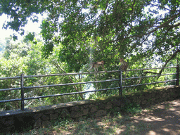 Two monkeys on Elephanta Island