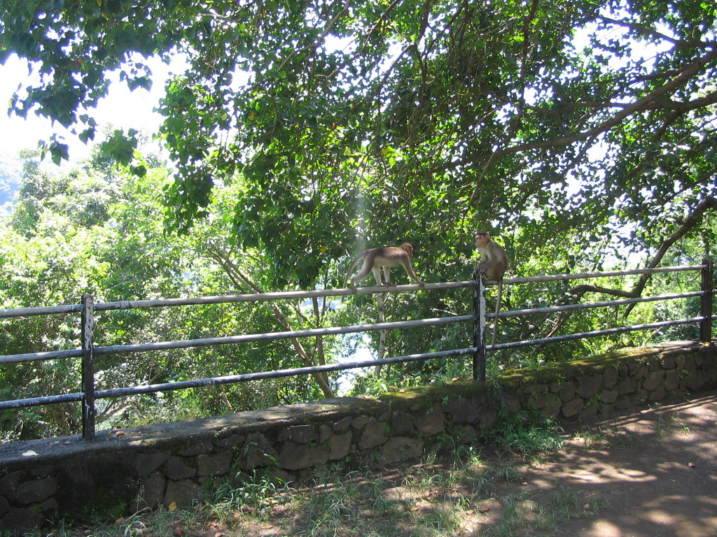 Two monkeys on Elephanta Island