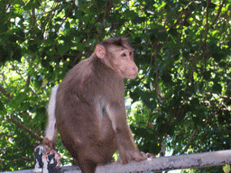 Monkey on Elephanta Island