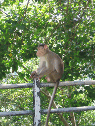 Monkey on Elephanta Island
