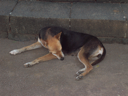 Dog on Elephanta Island
