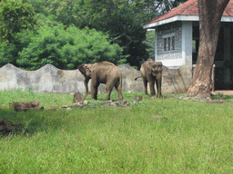 Elephants at Victoria Gardens