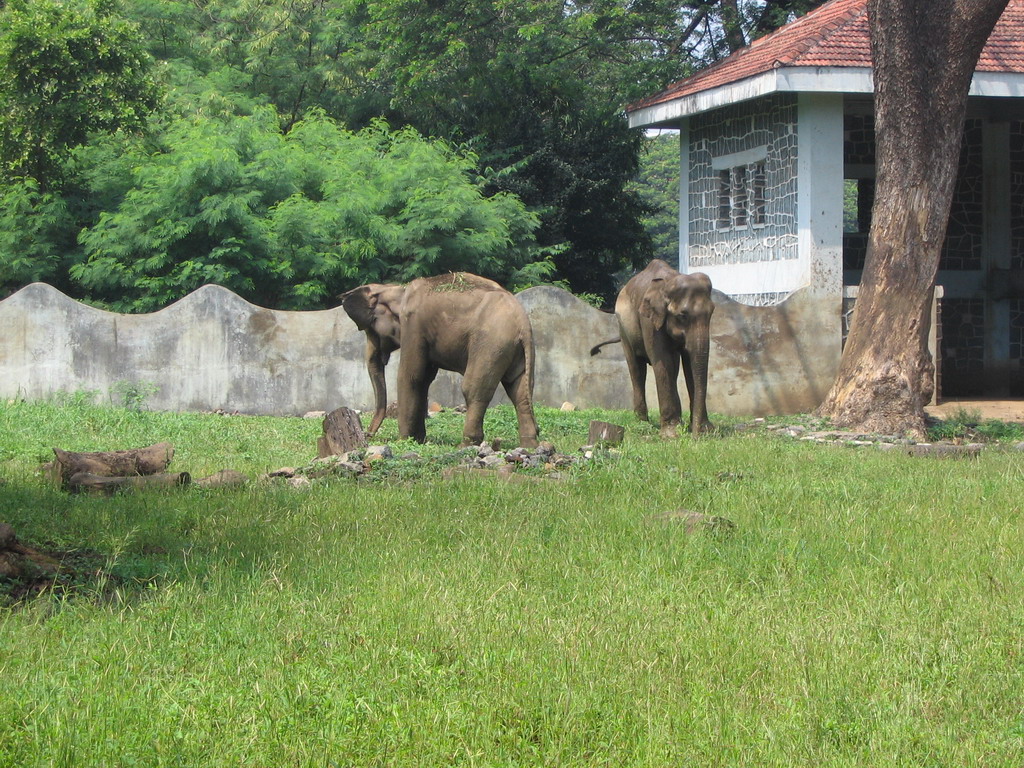 Elephants at Victoria Gardens