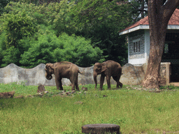 Elephants at Victoria Gardens