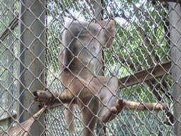 Monkey at Victoria Gardens