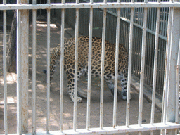 Leopard at Victoria Gardens