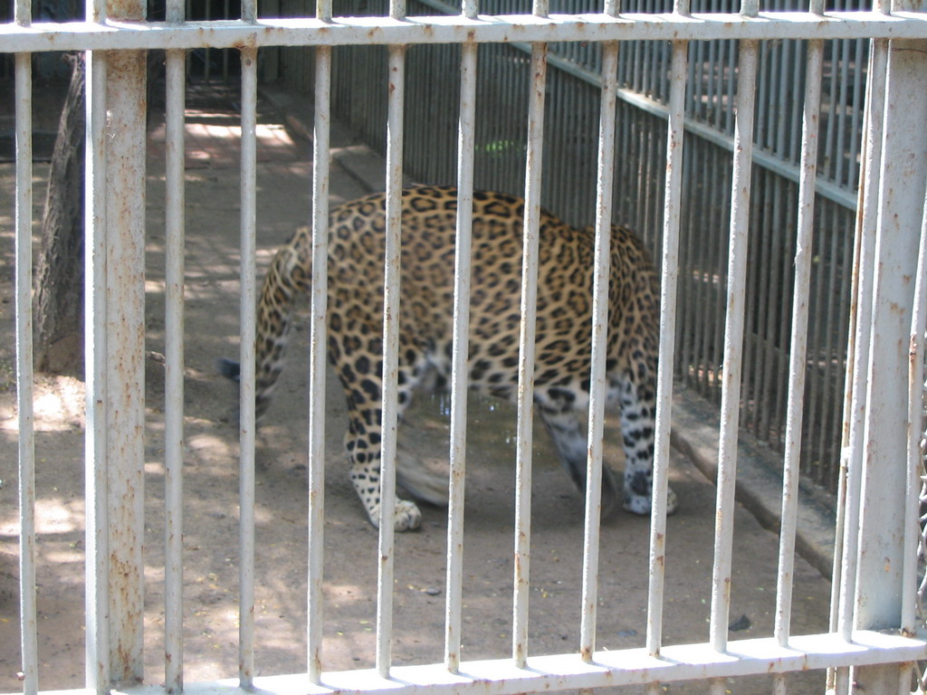 Leopard at Victoria Gardens