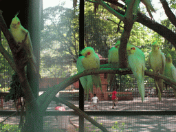 Birds at Victoria Gardens
