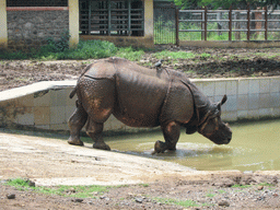Rhinoceros at Victoria Gardens