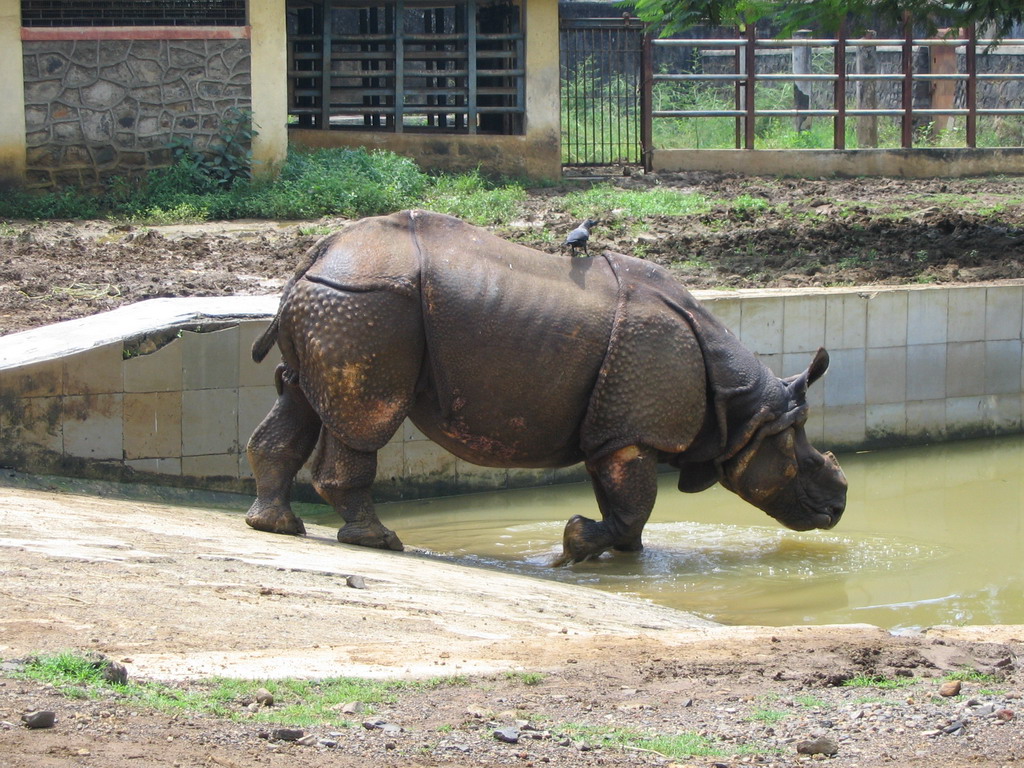 Rhinoceros at Victoria Gardens