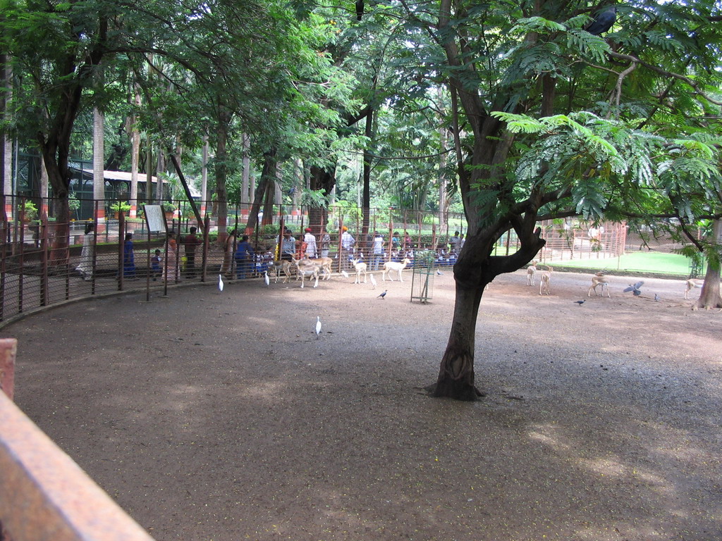 Deer and school class at Victoria Gardens