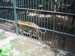 Tiger at Victoria Gardens