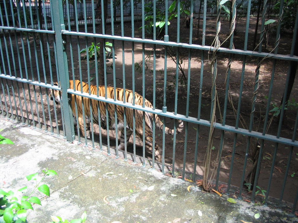 Tiger at Victoria Gardens