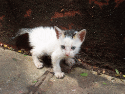 Small cat at Victoria Gardens