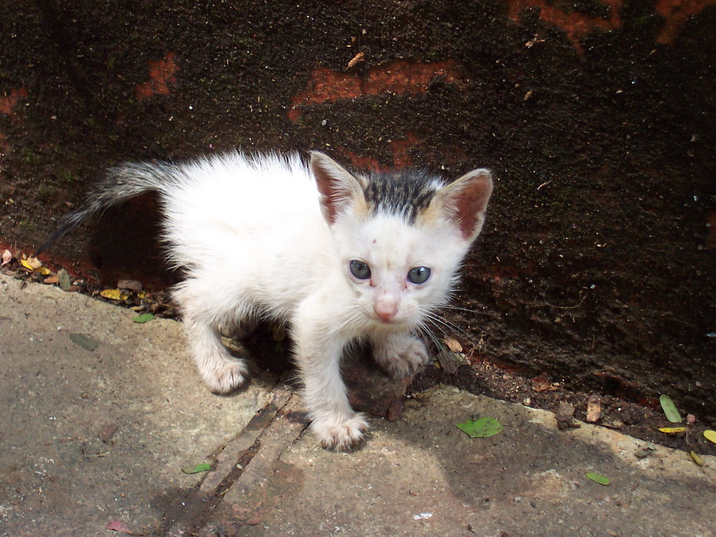 Small cat at Victoria Gardens