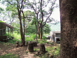 Trees near the entrance to the Kanheri Caves