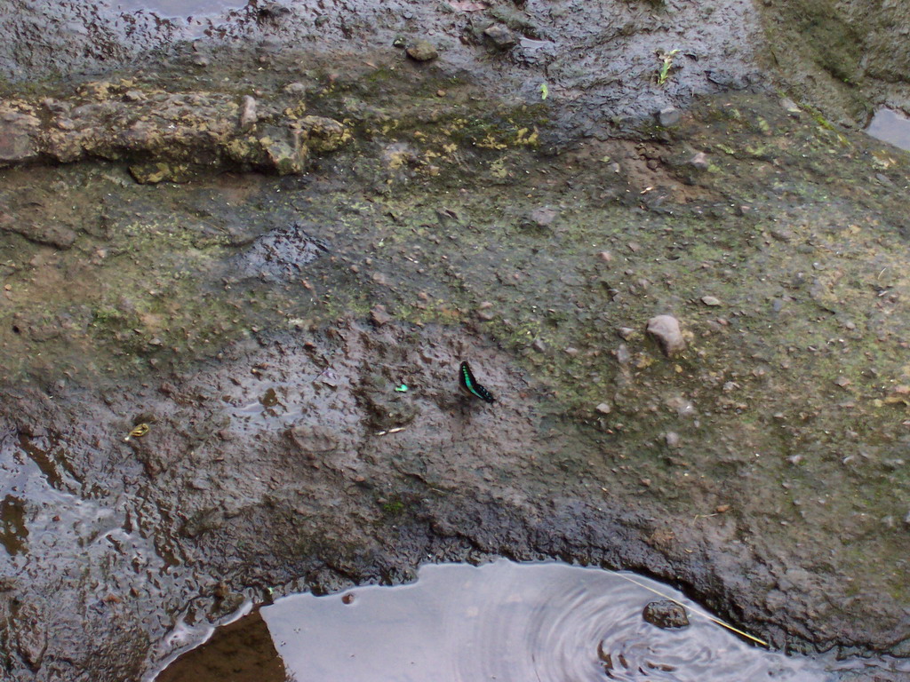 Butterfly near the Kanheri Caves