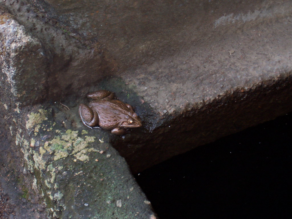 Frog near the Kanheri Caves