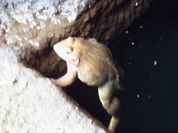 Frog near the Kanheri Caves