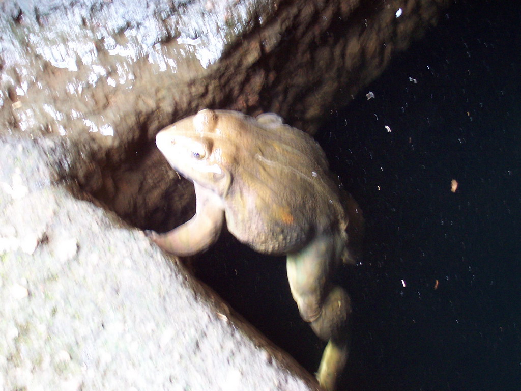 Frog near the Kanheri Caves