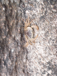 Crab near the Kanheri Caves