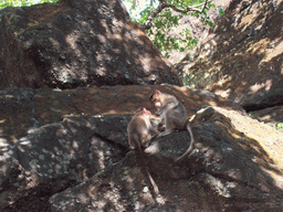 Monkeys near the Kanheri Caves