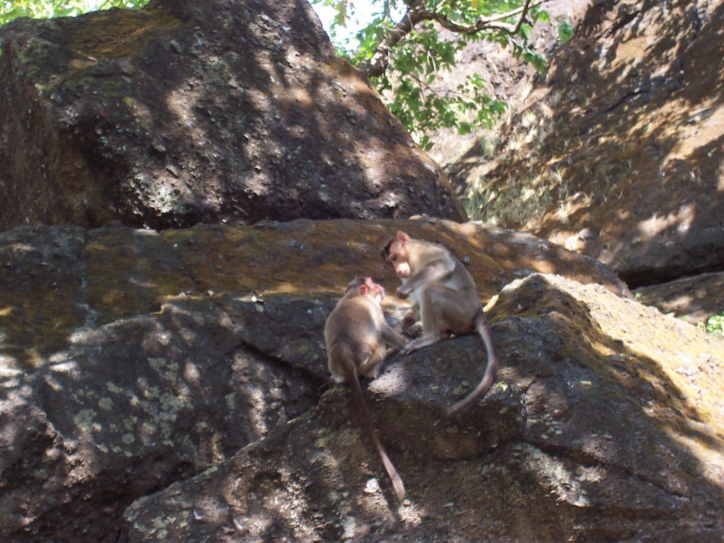 Monkeys near the Kanheri Caves